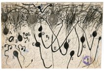 Dibujo de neuronas de Santiago Ramón y Cajal, hacia 1900.