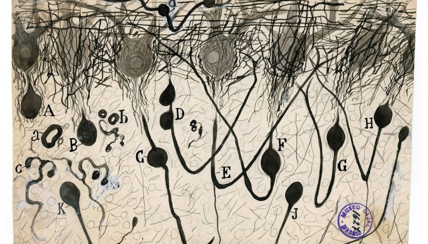 Dibujo de neuronas de Santiago Ramón y Cajal, hacia 1900.